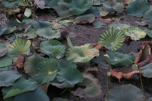 Nelumbo lutea (American lotus) (alternate view 8)