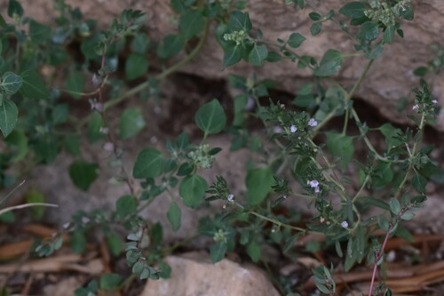 Satureja hortensis (Summer Savory) (alternate view 5)