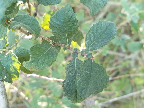 Salix aurita (Eared Willow)