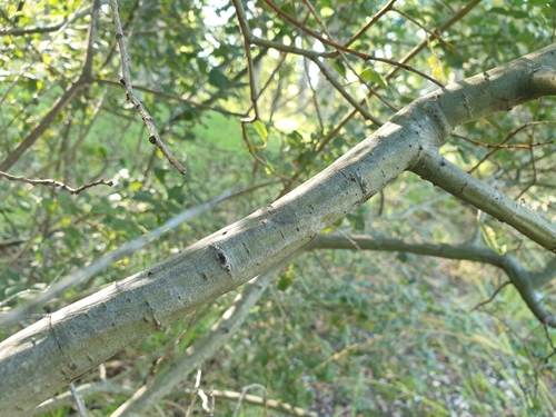 Salix aurita (Eared Willow)