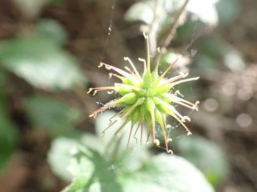 Geum urbanum (Wood Avens)