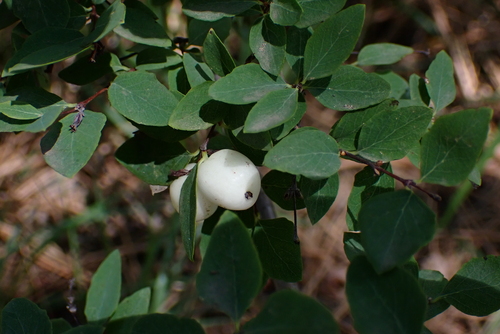 Symphoricarpos rotundifolius (Roundleaf Snowberry)