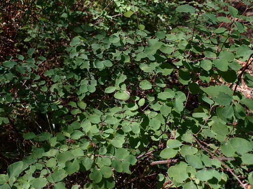 Symphoricarpos rotundifolius (Roundleaf Snowberry) (alternate view 2)