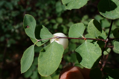 Symphoricarpos rotundifolius (Roundleaf Snowberry) (alternate view 3)