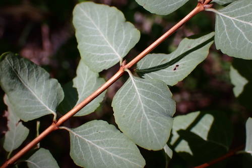 Symphoricarpos rotundifolius (Roundleaf Snowberry) (alternate view 4)