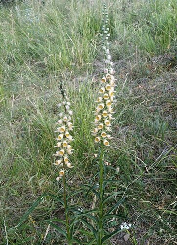 Digitalis ferruginea (Rusty Foxglove) (alternate view 2)