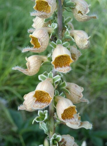 Digitalis ferruginea (Rusty Foxglove) (alternate view 3)