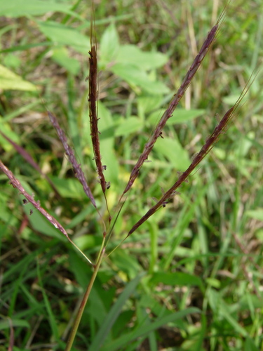 Bothriochloa ischaemum (King Ranch bluestem) (alternate view 5)