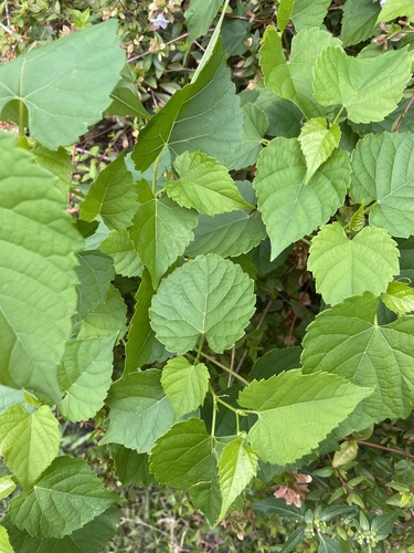 Ampelopsis cordata (heart leaf peppervine) (alternate view 3)