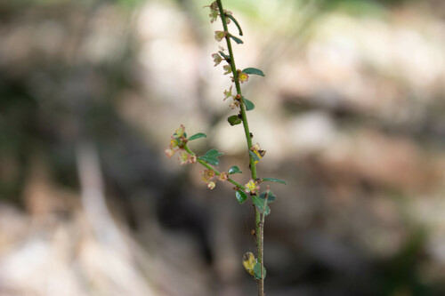 Phyllanthus hirtellus (Thyme Spurge) (alternate view 5)