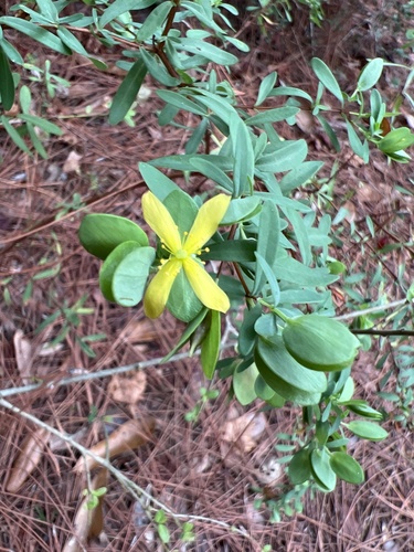 Hypericum hypericoides (St. Andrew's cross) (alternate view 3)