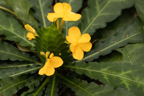 Crossandra (Crossandras) (alternate view 6)
