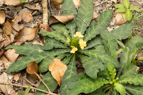 Crossandra (Crossandras) (alternate view 5)