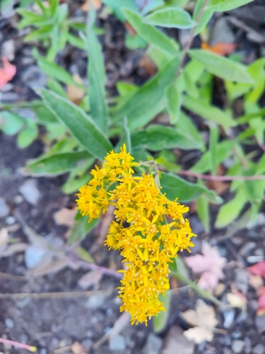 Solidago velutina (velvety goldenrod)