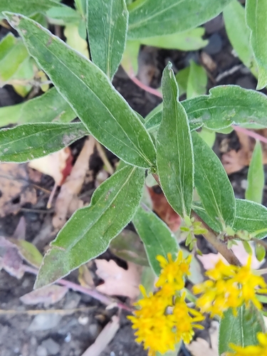 Solidago velutina (velvety goldenrod) (alternate view 2)