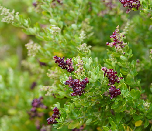 Rhagodia candolleana (Seaberry Saltbush) (alternate view 2)