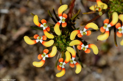 Stylidium (Triggerplants) (alternate view 5)