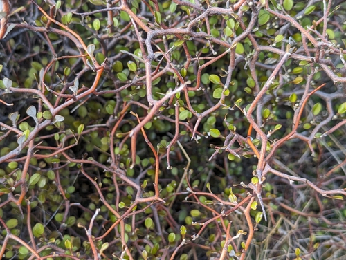 Corokia cotoneaster (Wire-netting Bush) (alternate view 3)
