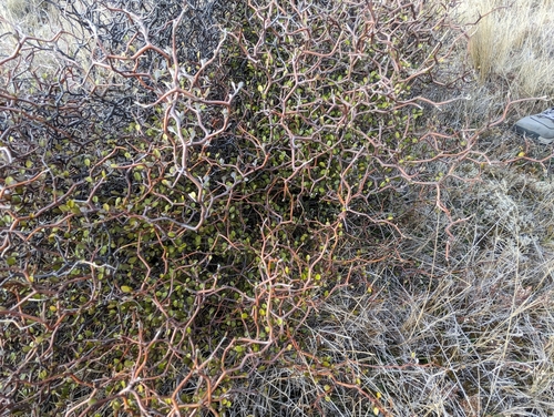 Corokia cotoneaster (Wire-netting Bush) (alternate view 4)