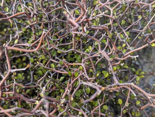 Corokia cotoneaster (Wire-netting Bush) (alternate view 5)