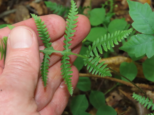 Phegopteris connectilis (long beech fern) (alternate view 12)