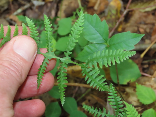 Phegopteris connectilis (long beech fern) (alternate view 13)