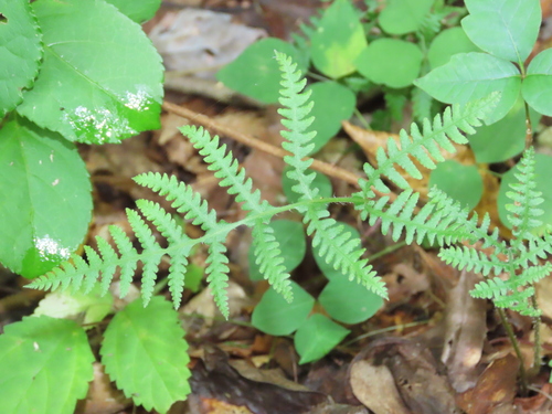 Phegopteris connectilis (long beech fern) (alternate view 11)
