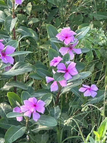 Catharanthus roseus (Vinca / Periwinkle)