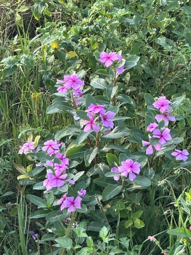 Catharanthus roseus (Vinca / Periwinkle)
