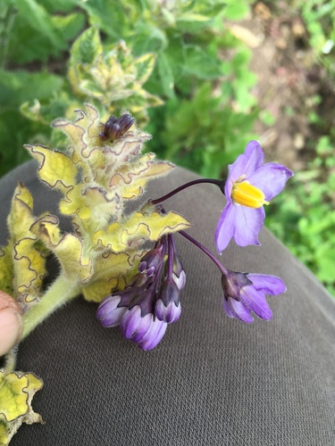 Solanum xanti (purple nightshade) (alternate view 7)