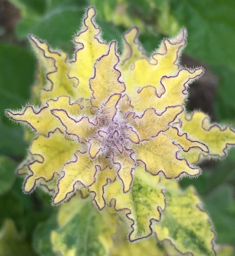 Solanum xanti (purple nightshade) (alternate view 8)