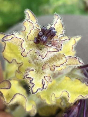 Solanum xanti (purple nightshade) (alternate view 6)