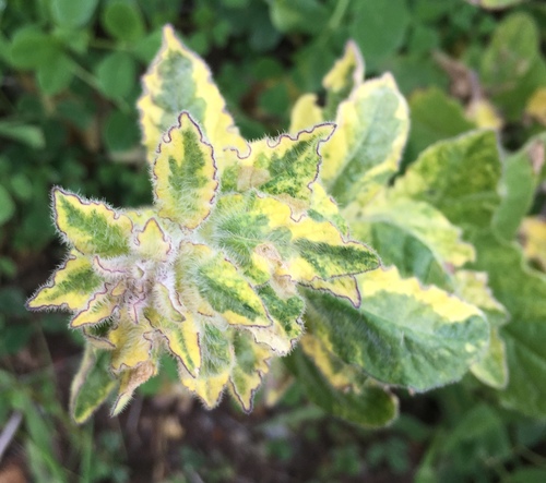 Solanum xanti (purple nightshade) (alternate view 9)