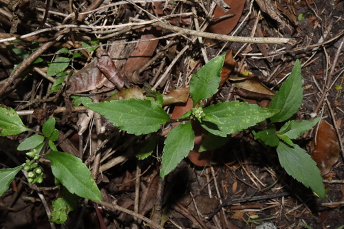 Ageratina riparia (mist flower) (alternate view 5)