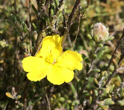 Hibbertia sericea (Silky Guinea-flower) (alternate view 5)
