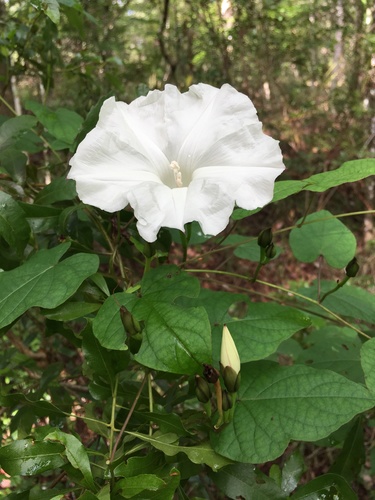 Ipomoea pandurata (wild potato vine) (alternate view 3)