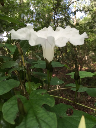 Ipomoea pandurata (wild potato vine) (alternate view 4)