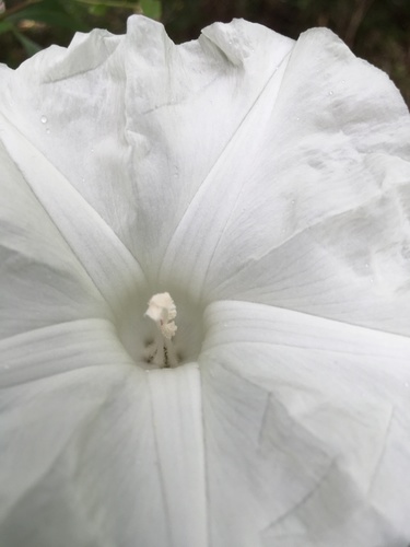 Ipomoea pandurata (wild potato vine) (alternate view 5)