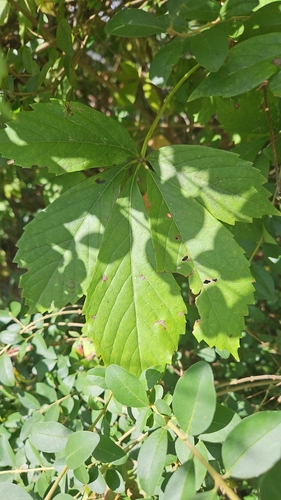 Parthenocissus inserta (thicket creeper)