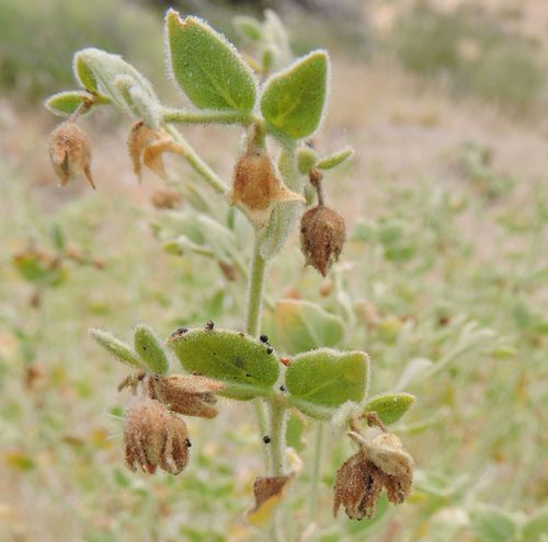 Mirabilis laevis (Wishbone Bush) (alternate view 4)