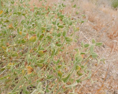 Mirabilis laevis (Wishbone Bush) (alternate view 5)