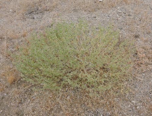 Mirabilis laevis (Wishbone Bush) (alternate view 6)