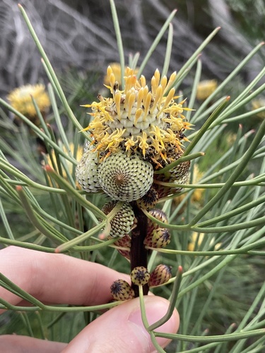 Isopogon anethifolius (Narrow-leaf Drumsticks) (alternate view 5)