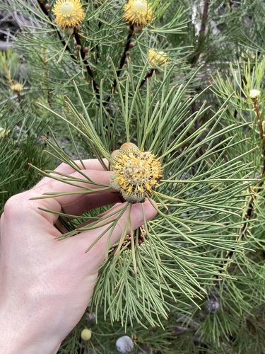 Isopogon anethifolius (Narrow-leaf Drumsticks) (alternate view 6)