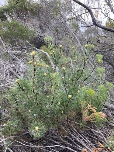 Isopogon anethifolius (Narrow-leaf Drumsticks) (alternate view 7)