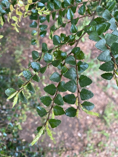 Nothofagus cunninghamii (Myrtle Beech) (alternate view 5)