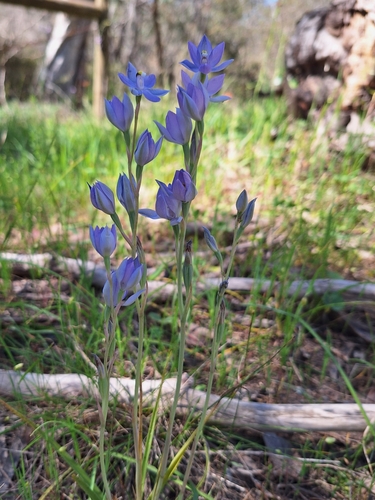 Thelymitra megacalyptra (plains sun orchid) (alternate view 2)