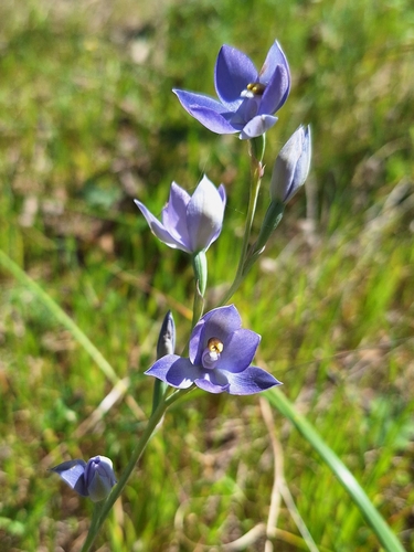 Thelymitra megacalyptra (plains sun orchid) (alternate view 3)
