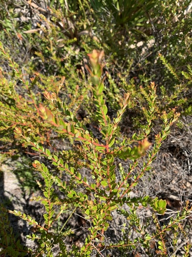 Vaccinium myrsinites (Shiny blueberry)