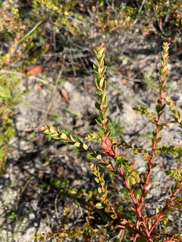 Vaccinium myrsinites (Shiny blueberry) (alternate view 2)